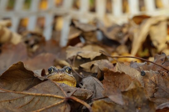 Common frog (Rana temporaria) adult amphibian amongst fallen leaves being racked up on a garden lawn, Suffolk, England, United Kingdom