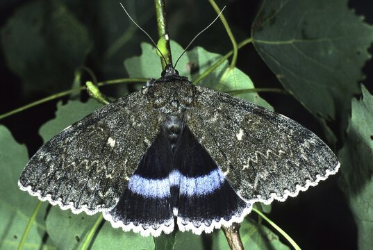 Clifden Nonpareil, Catocala fraxini