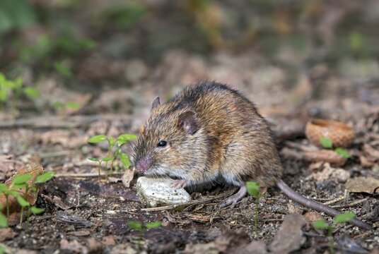 Striped field mouse (Apodemus agrarius), eats a beetle, Neudau, Burgenland, Austria