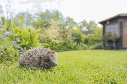 European hedgehog (Erinaceus europaeus) adult animal on an urban garden grass lawn in the spring with a shed in the background, England, United Kingdom