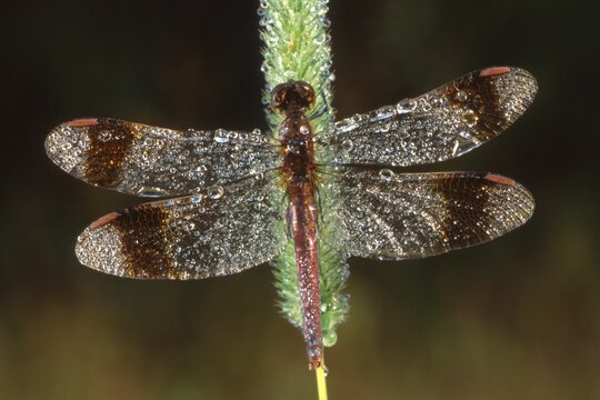 Banded Darter dragonfly (Sympetrum pedemontanum) covered in dewdrops, Filz, Woergl, North Tirol, Austria