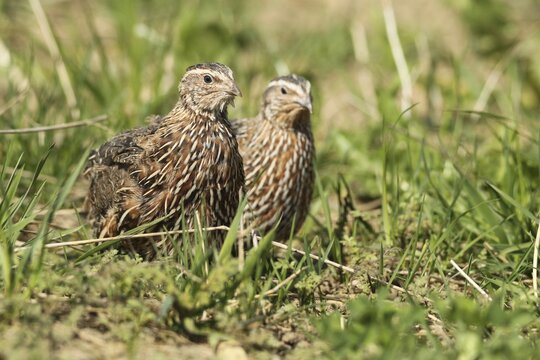 Common quails (Coturnix coturnix) Cock and hen in the field, Lower Austria, Austria