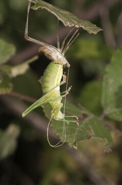 Katydid or Bush-cricket (Tettigoniidae sp.) shedding its skin, Lake Kerkini region, Greece, Europe