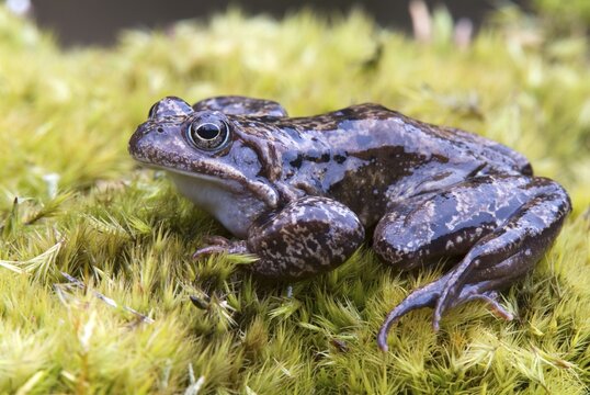 European Common Brown Frog (Rana temporaria), Kelchsau, Tirol, Austria, Europe