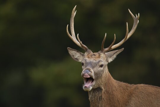 Red deer (Cervus elaphus) adult stag performing the flehmen response, Surrey, England, United Kingdom