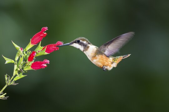 Purple-throated woodstar (Calliphlox mitchellii), female to flower, flying, rainforest, cloud forest, northwestern Ecuador, Ecuador