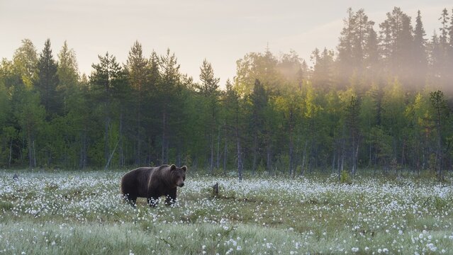 Brown bear (Ursus arctos ) in a bog with fruiting cotton grass on the edge of a boreal coniferous forest, Suomussalmi, Karelia, Finland