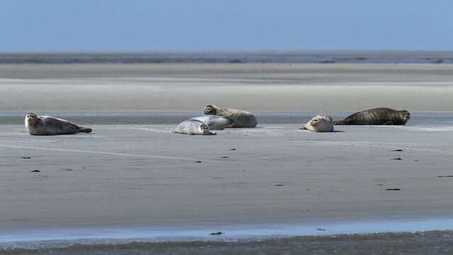 Harbor seals (Phoca vitulina) on a sandbank, Wadden Sea National Park, North Sea, North Friesland, Schleswig-Holstein, Germany