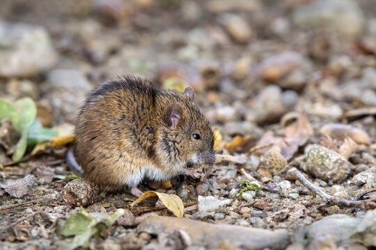 Striped field mouse (Apodemus agrarius), eating, Neudau, Burgenland, Austria