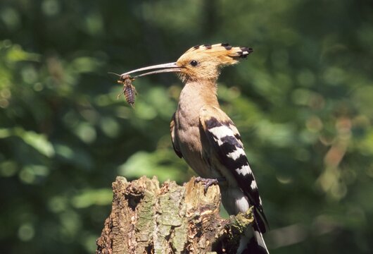 Hoopoe (Upupa epops)