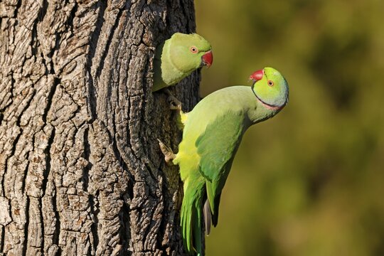 Two collared parakeets (Psittacula krameri) hanging from a tree at the breeding burrow, wildlife, Germany