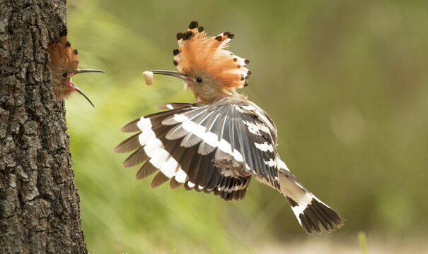 Hoopoe (Upupa epops), feeding of young bird, brood in the tree hole, Saxony-Anhalt, Germany