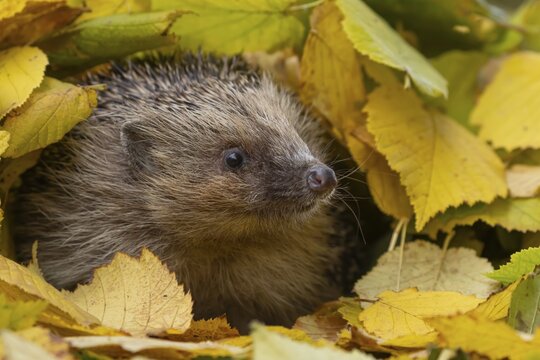 European hedgehog (Erinaceus europaeus) adult animal amongst fallen autumn leaves, Suffolk, England, United Kingdom