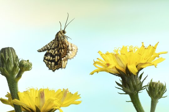 Latticed heath (Chiasmia clathrata) in flight on Hawkweed (Hieracium), Germany