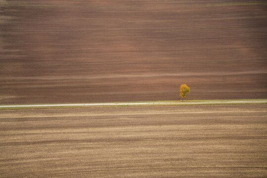 Freshly ploughed field and lonely tree in autumn, Creuzburg, Wartburgkreis, Thuringia, Germany