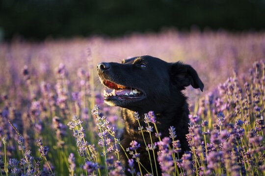Black dog in lavender field, open mouth, lavender blossom, evening sun, Detmold, North Rhine-Westphalia, Germany