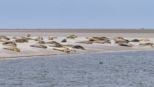 Harbor seals (Phoca vitulina) on a sandbank, North Sea, Wadden Sea National Park, Germany