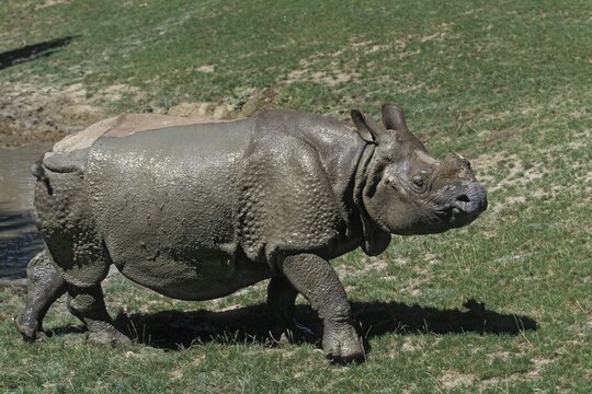 Great Indian Rhinoceros (Rhinoceros unicornis) after taking mudbath, captive, India