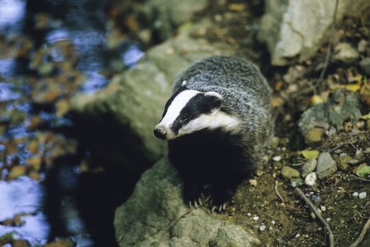 European badger (Meles meles), Germany, Europe