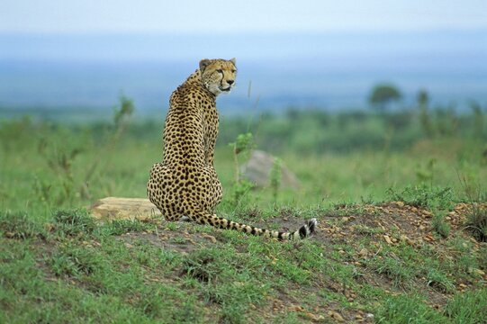 Cheetah ( Acinonyx jubatus ) sitting on a small hill Masai Mara Kenya