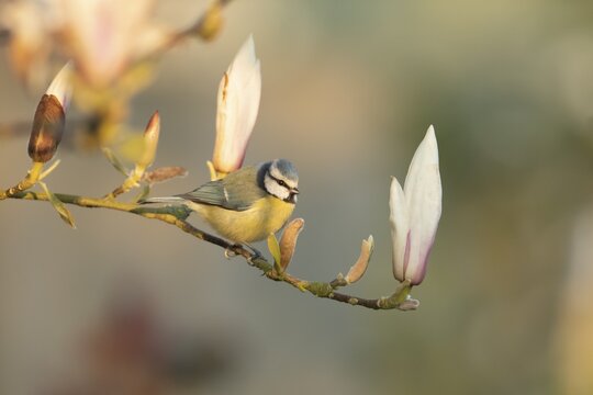 Blue tit (Cyanistes Caeruleus) adult bird on a Magnolia tree branch with flower buds in spring, Suffolk, England, United Kingdom