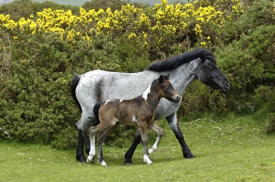Dartmoor Pony mare with foal Dartmoor National Park Devon England