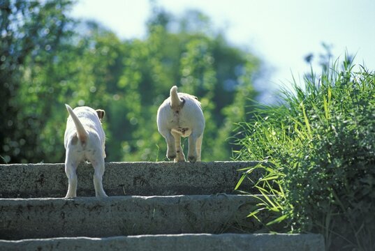 Two Jack-Russel-Terrier whelps from behind