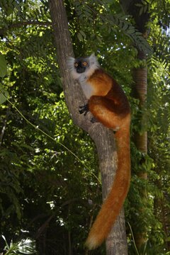 Black lemur (Eulemur macaco), female in the rainforests of Lokobe National Park, Nosy Be, Madagascar