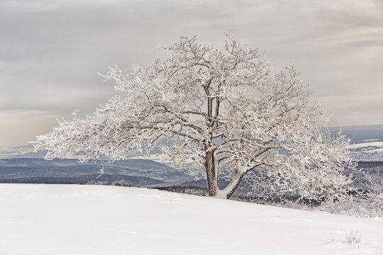 Snow-covered Oak on K&ouml;terberg hill, L&uuml;gde, Weser Uplands, North Rhine-Westphalia, Germany