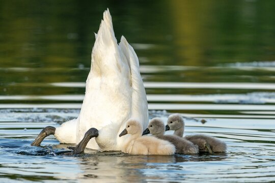 Mute swan (cygnus olor), Old bird feeding chicks, Germany