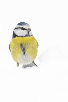 Blue tit (Cyanistes caeruleus) (Syn.: Parus caeruleus) in snow, winter, Germany