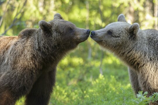 Brown bears (Ursus arctos ) meet in boreal coniferous forest, nose to nose, affection, portrait, touch, Suomussalmi, Karelia, Finland