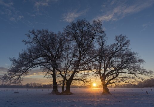 Oaks (Quercus) in winter at sunrise, silhouette, Elsten, Lower Saxony, Germany