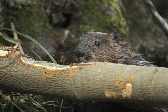 European beaver (Castor fiber) gnaws on maple (Acer), Allg&auml;u, Bavaria, Germany