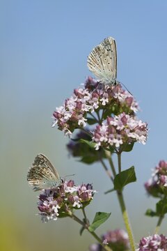 Adonis blue (Polyommatus bellargus, Lysandra bellargus) sucking nectar from oregano (Origanum vulgare), Thuringia, Germany