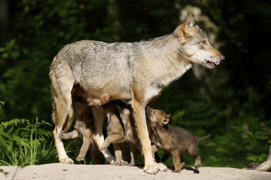 European gray wolf (Canis lupus) alpha wolf suckling pups, Germany