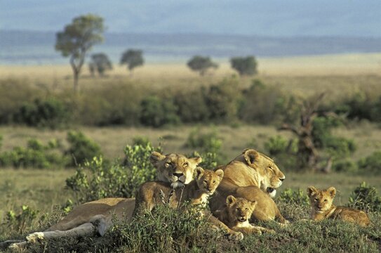Lionesses Panthera leo with cubs lying in the gras Masai Mara Natinal Reserve, Kenya