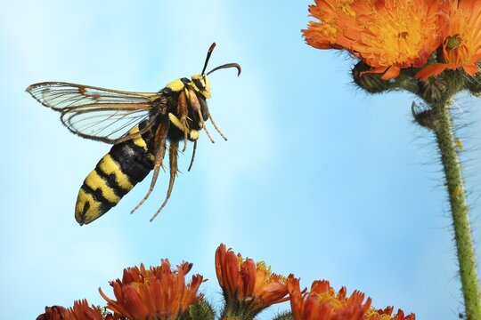 Hornet Moth (Sesia apiformis) in flight on the flowers of Fox-and-cubs (Hieracium aurantiacum), Germany