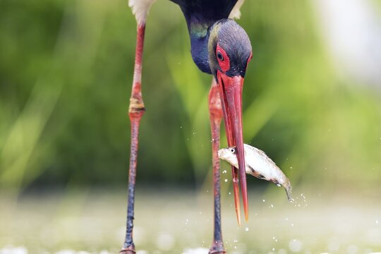 Black stork (Ciconia nigra) fishing, with prey fish, Kiskunsag National Park, Hungary