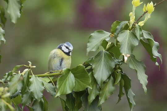 Blue tit (Cyanistes Caeruleus) adult bird on an ivy tree branch, Suffolk, England, United Kingdom