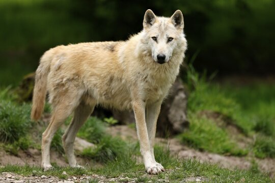 Timberwolf, American wolf (Canis lupus occidentalis), captive, animal portrait, Germany