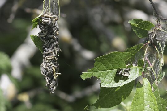 Ermine Moths (Yponomeuta evonymella)