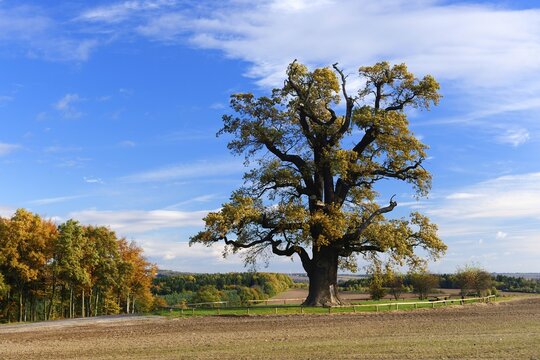 Natural monument cold Oak, huge solitary (Quercus) in autumn, near Gera, Thuringia, Germany