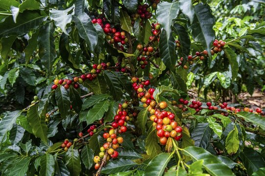 Coffee bushes and beans, Coffee farm Hacienda Venecia, Zona Cafetera, Colombia