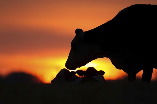 Cow (Bos taurus) adult animal and two juvenile calves in a grass field at sunrise, Norfolk, England, United Kingdom