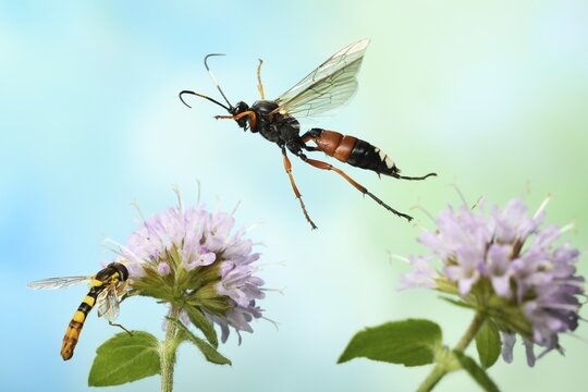 Slip wasp (Ichneumon sramentarius) in flight on the flower of a Water mint (Mentha aquatica) on which a Long hoverfly (Sphaerophoria scripta) is sitting, Germany