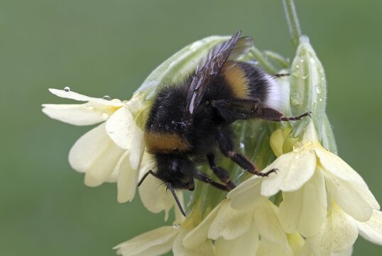 Bumblebee (Bombus lucorum), Schwaz, Tirol, Austria, Europe