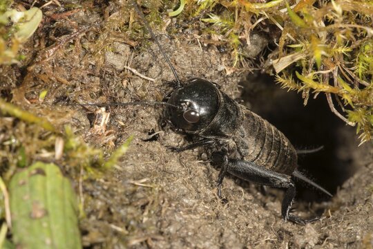 Field cricket (Gryllus campestris), male larva at cave entrance, Baden-W&uuml;rttemberg, Germany