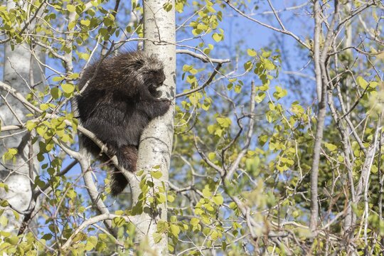 North american porcupine (Erethizon dorsatum) climbing in a aspen tree.