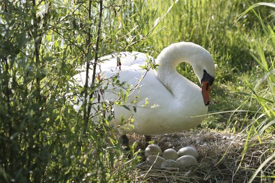 Mute swan (Cygnus olor) at the nest with eggs, Allg&auml;u, Bavaria, Germany
